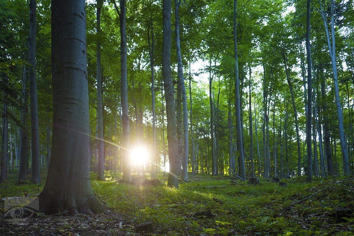  Poloniny – bukový prales. Foto: Jano Štovka, MQEP